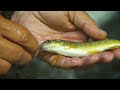 Small Stream Fishing - What You Need to Know