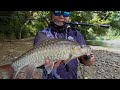 The Red Mahseer | Most Expensive Fish in Asia