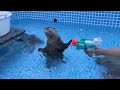 My Otter's Funny Daily Routine