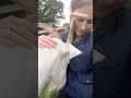 Gentle George the goat getting jealous while Arthur the flying sheep pushes in for fuss