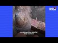 This Woman's Kids Are Orphaned Baby Rhinos | The Dodo Heroes