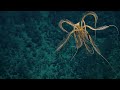 Feather Star Freestyles Into Our Hearts  | Nautilus Live