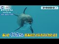 アニメ『おでかけ子ザメ』子ザメちゃんが大洗水族館にやって来た！