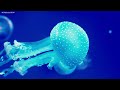 Best 4K Aquarium (ULTRA HD) 🐠 Beautiful Coral Reef,The World Of Sea Jellyfish - Relaxing Music