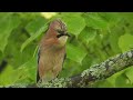 Rainy day - OM-1 + 300mm F4 IS PRO handheld video