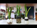Yes, a Snake Plant can grow in water!
