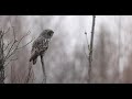 Great Gray Owls of Northern Minnesota