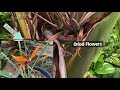 Rare Species of Birds of Paradise Plants/Giant White Birds of Paradise