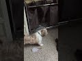 Dog sees his reflection