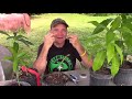 Grafting a Haden Mango Tree