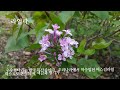 slow living | Exploring Korean Wildflowers in Spring: A Journey Through Nature's Beauty