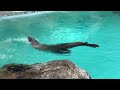 New England Aquarium Tour in Boston (Giant Ocean Tank, Penguins, Sea Lions & More)