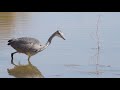 London Wetland Centre   February 2020