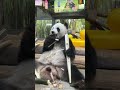 台风魔羯来临之际，奶爸奶妈为两岛主采摘新鲜竹笋。【Panda：♂贡贡Gong Gong、♂舜舜Shun Shun】海南热带野生动植物园#大熊猫 #panda