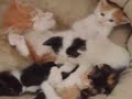 Chinchilla  Chincilla shorthair five cuties cats and boxing