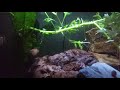 Natural Ten Gallon Vietnamese Cloud Minnow Tank! (With Amano Shrimp and Snails)