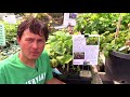 Edible Perennial Vegetables You Should Grow In Your Zone 7-10 Garden