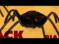 creepy, scary, fast & funny !!  BLACK WIDOW PIANO (Original)