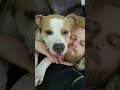 Big Dog kisses and sleeping on the couch