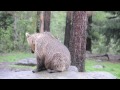 Brown Bear mother and cubs - Finland