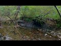 行き着いたそこは渓魚の楽園【渓流釣り】