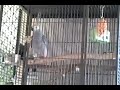 Rafiki, the African Grey parrot, trips....