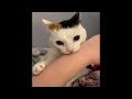 Funniest Cats Videos 2024 😁Funny Cat Videos − Funny Cats