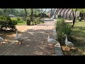 Geese crossing a path!