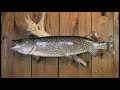 Artistic Taxidermy and Giant Pike