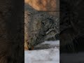 How Pallas's cat Zelenogorsk spends winter days