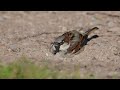 Male House Sparrow enjoying a slow motion dust bath