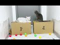 Game test: What new tricks will a cat play in an environment full of cat litter?