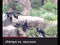 Chimps vs. Racoon 🚶🏻‍♂️