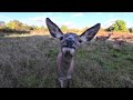 Amazing Roar of a Stag | Red Deer Mating Season