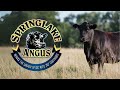 SpringLake Angus | October 30, 2024