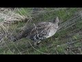 Dusky Grouse Courtship in 4K [Sights and Sounds]