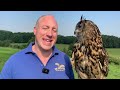 Focus on Eurasian Eagle owl -  The most powerful species of owl in the world!