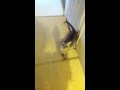 My cat fetching