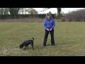 Dog Obedience - Novice recall 3 - present