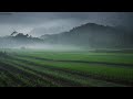 Relaxing Sound of Heavy Rain in a Rice Field | Rain Sounds Without Thunder for Sleeping & Relaxation
