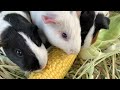 Guinea pigs super charged , for morning feed