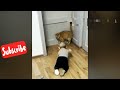 New Funny Videos 2024 😍 Cutest Cats and Dogs 🐱🐶 Part 63