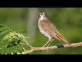 Hermit thRUSH