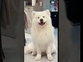 Cutest Pets|A Compilation of Funny and Loveable Animal Moments|Laugh Out Loud with Adorable Pets|EP3