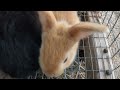 A Day in the Life of a Baby Rabbit