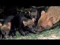 The Rare and Unique Woodland Animals - Ep.3