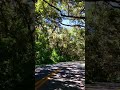 A drive through Philippe Park! Safety Harbor, Florida!