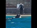 Amazing Orca encounter at SeaWorld Orlando