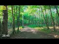 Evening Walk Through Forest | Forest Walk