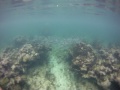 Costa Maya - Blue Tang School